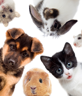 Pet Ürünleri